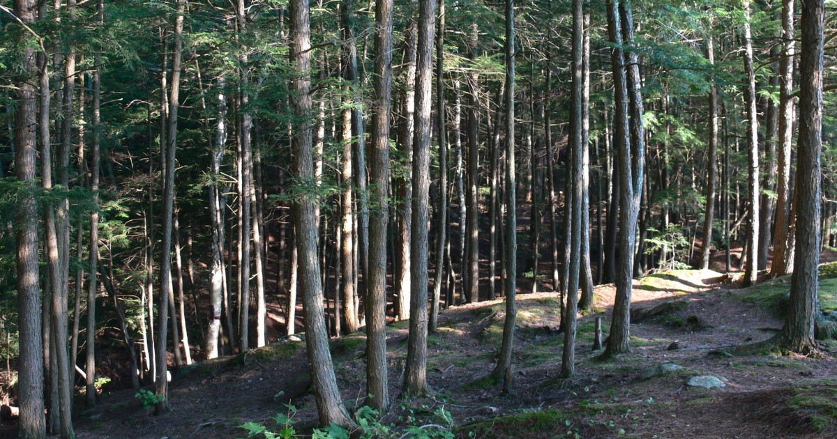 The Wilderness that Was